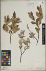 Foto von Salix lapponum L.